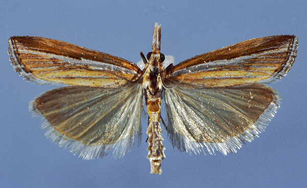 /filer/webapps/moths/media/images/J/jansei_Bassi_HT.jpg
