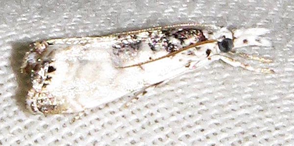 /filer/webapps/moths/media/images/J/jansei_Bassiknysna_A_Braun_01.jpg