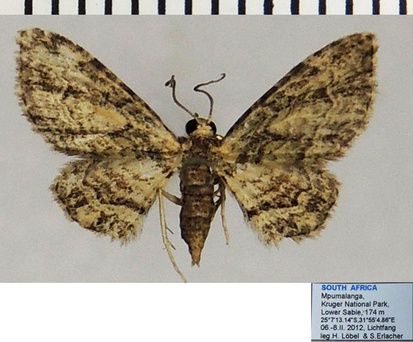 /filer/webapps/moths/media/images/J/jansei_Chloroclystis_AF_ZSMa.jpg