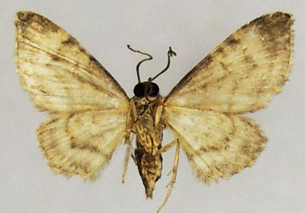/filer/webapps/moths/media/images/J/jansei_Chloroclystis_AF_ZSMb.jpg