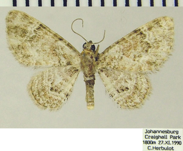 /filer/webapps/moths/media/images/J/jansei_Chloroclystis_AM_ZSMa.jpg
