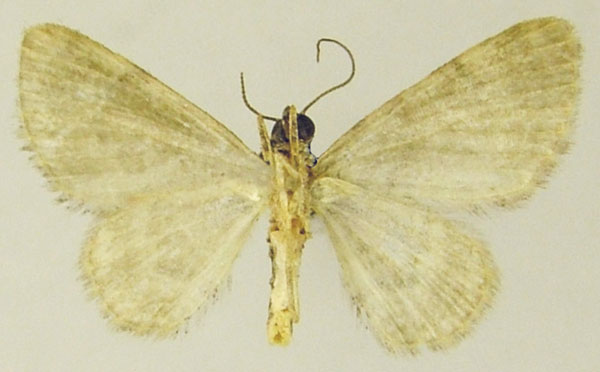/filer/webapps/moths/media/images/J/jansei_Chloroclystis_AM_ZSMb.jpg