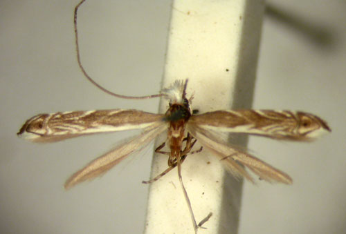 /filer/webapps/moths/media/images/J/jansei_Epicephala_HT_TMSA5700.jpg