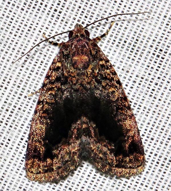 /filer/webapps/moths/media/images/J/jansei_Iambia_A_Braun_09.jpg