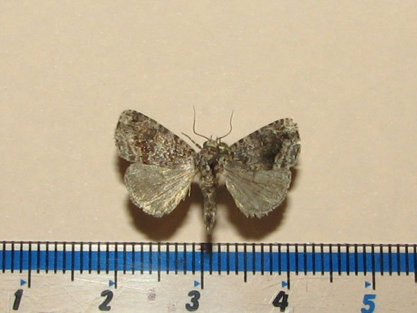 /filer/webapps/moths/media/images/J/jansei_Iambia_A_Goff_02.jpg