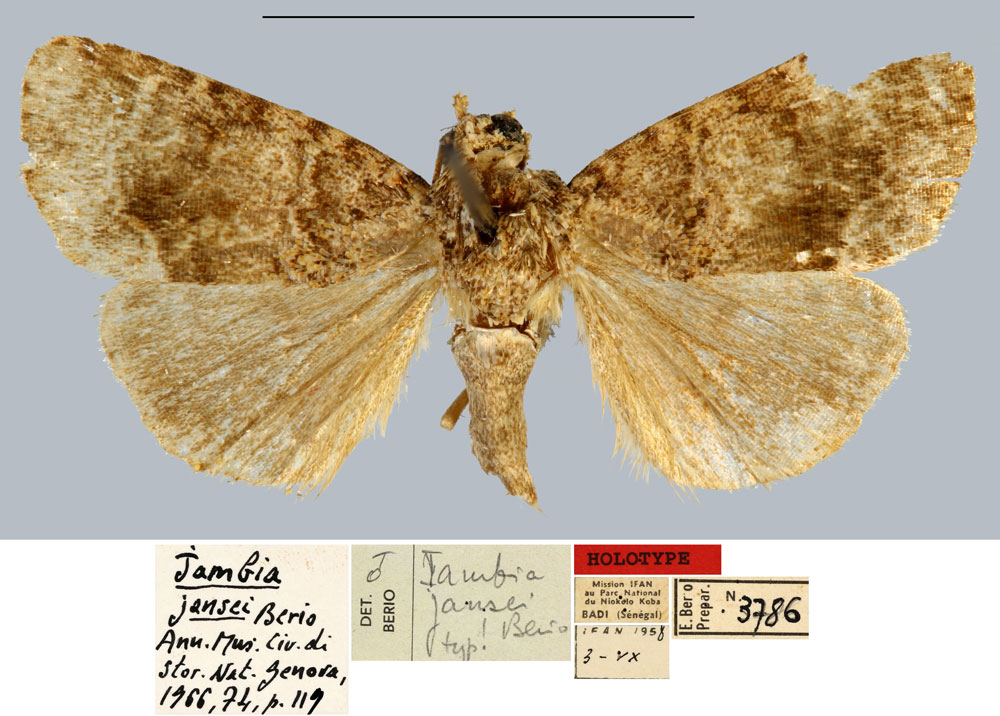 /filer/webapps/moths/media/images/J/jansei_Iambia_HT_MNHN.jpg