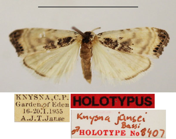 /filer/webapps/moths/media/images/J/jansei_Knysna_HT_TMSA.jpg