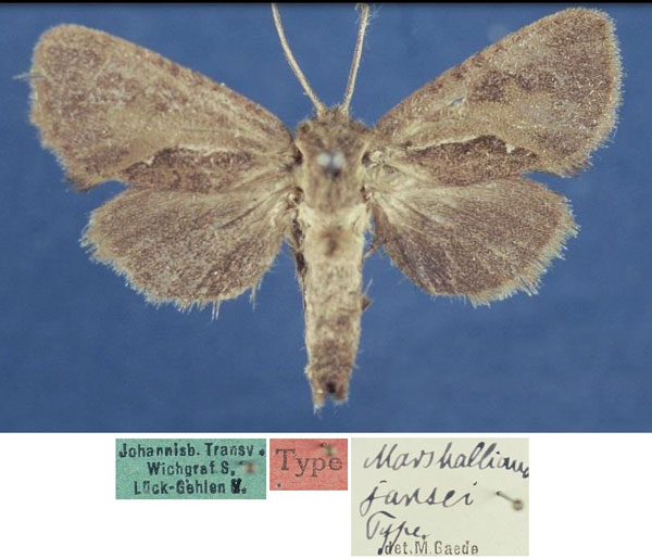 /filer/webapps/moths/media/images/J/jansei_Marshalliana_STF_MfN.jpg