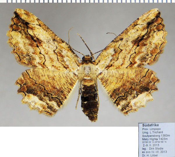 /filer/webapps/moths/media/images/J/jansei_Menophra_AF_ZSM.jpg