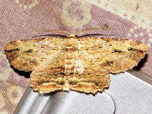 /filer/webapps/moths/media/images/J/jansei_Menophra_A_Braun.jpg