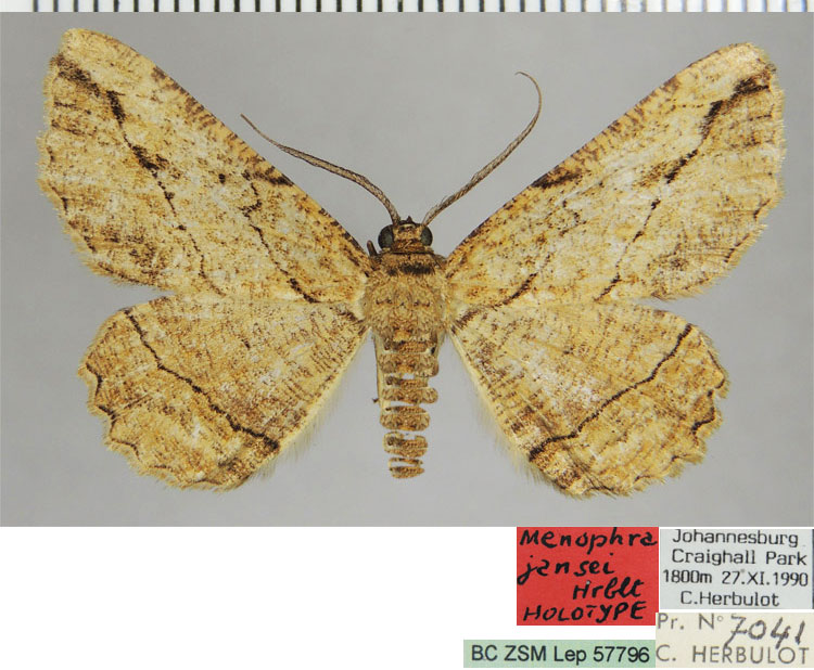 /filer/webapps/moths/media/images/J/jansei_Menophra_HT_ZSMa.jpg