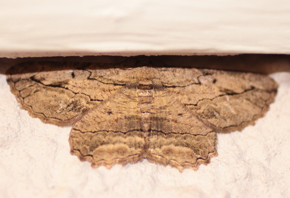 /filer/webapps/moths/media/images/J/jansei_Menophra_M_Heyns_01.jpg