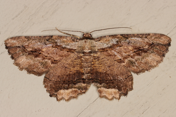 /filer/webapps/moths/media/images/J/jansei_Menophra_M_Heyns_02.JPG