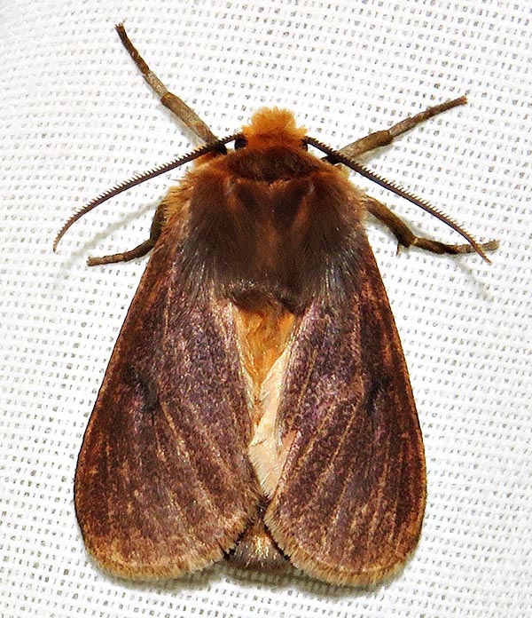 /filer/webapps/moths/media/images/J/jansei_Metarctia_A_Braun_06.jpg