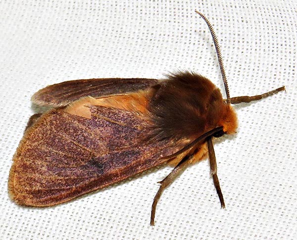 /filer/webapps/moths/media/images/J/jansei_Metarctia_A_Braun_07.jpg