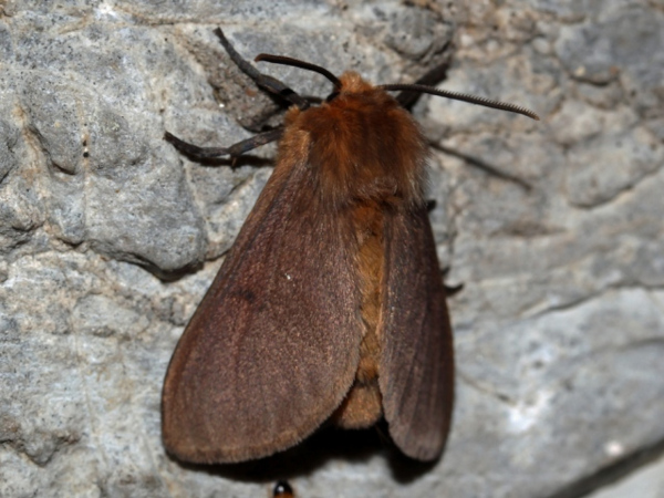 /filer/webapps/moths/media/images/J/jansei_Metarctia_A_Roland.jpg