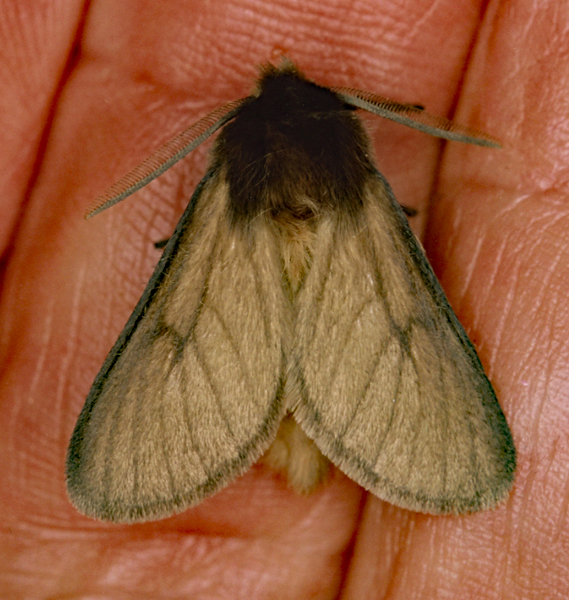 /filer/webapps/moths/media/images/J/jansei_Metarctia_A_Roland_01.jpg