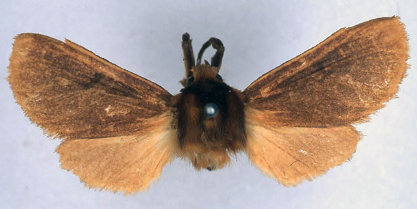 /filer/webapps/moths/media/images/J/jansei_Metarctia_HT_BMNH_01.jpg