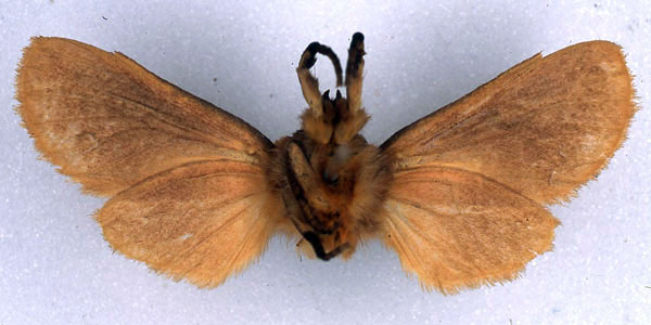/filer/webapps/moths/media/images/J/jansei_Metarctia_HT_BMNH_02.jpg