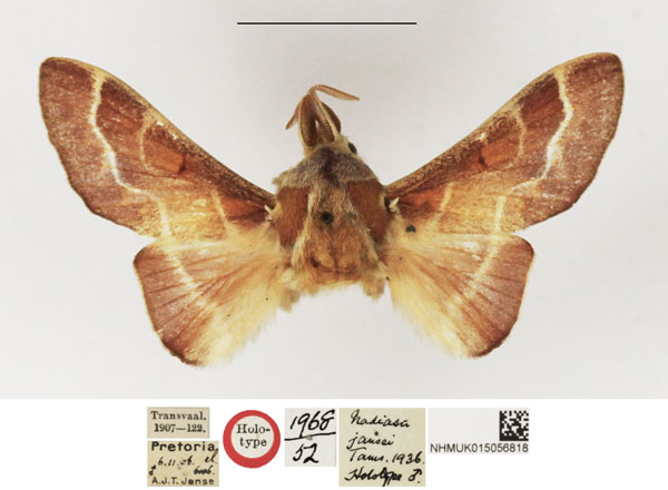 /filer/webapps/moths/media/images/J/jansei_Nadiasa_HT_NHMUK.jpg