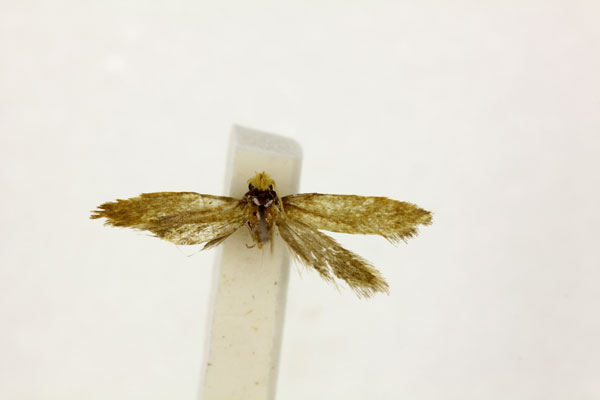 /filer/webapps/moths/media/images/J/jansei_Neoepiscardia_PT_RMC_G96mkCw.jpg