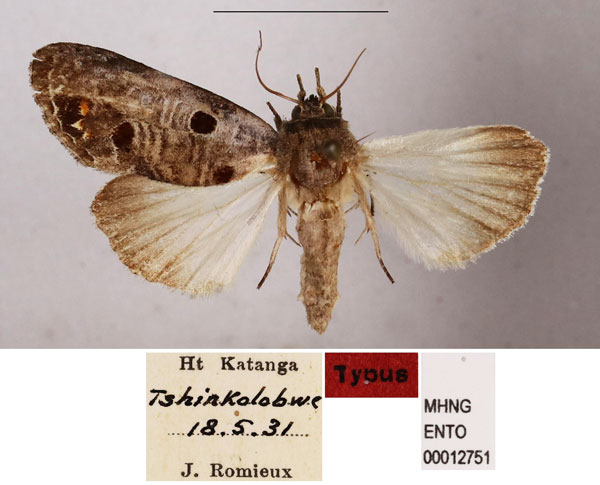 /filer/webapps/moths/media/images/J/jansei_Ophiosema_HT_MHNG.jpg