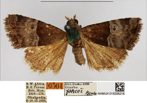 /filer/webapps/moths/media/images/J/jansei_Ozarba_AF_NHMUK.jpg