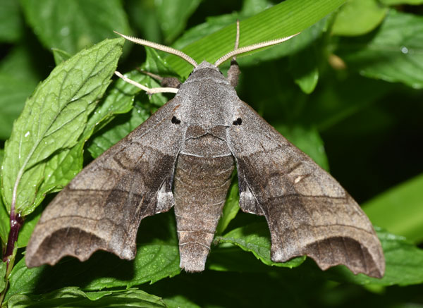/filer/webapps/moths/media/images/J/jansei_Polyptychus_AM_Schmit.jpg