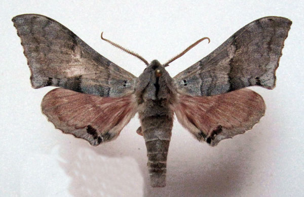/filer/webapps/moths/media/images/J/jansei_Rufoclanis_AM_Basquin_02.jpg