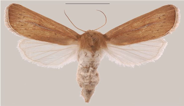 /filer/webapps/moths/media/images/J/jansei_Sesamia_AF_MNHNa.jpg