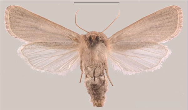 /filer/webapps/moths/media/images/J/jansei_Sesamia_AF_MNHNb.jpg