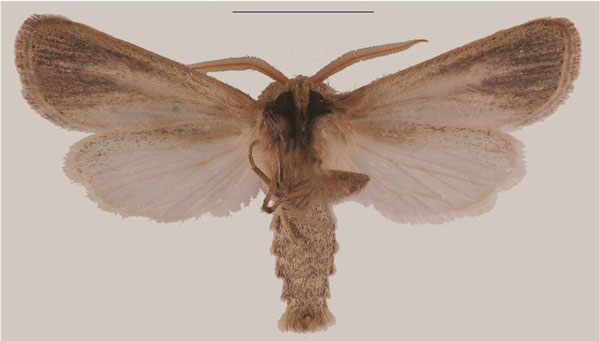 /filer/webapps/moths/media/images/J/jansei_Sesamia_AM_MNHNb.jpg