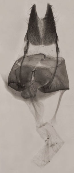 /filer/webapps/moths/media/images/J/jansei_Sesamia_GFPLT_NHMUK_1319.jpg