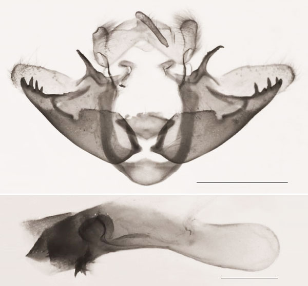 /filer/webapps/moths/media/images/J/jansei_Sesamia_GMPLT_NHMUK_1232.jpg