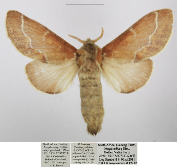 /filer/webapps/moths/media/images/J/jansei_Streblote_AF_TMSA.jpg