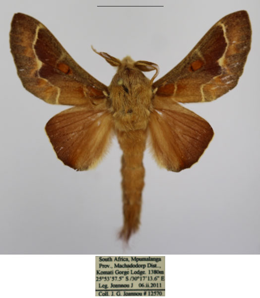 /filer/webapps/moths/media/images/J/jansei_Streblote_AM_TMSA_02.jpg