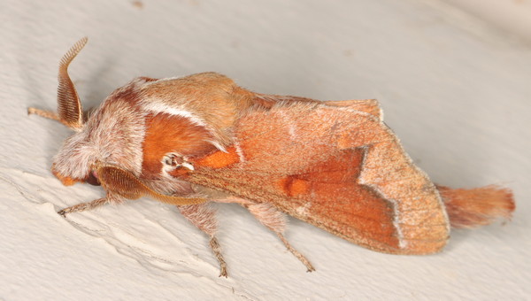 /filer/webapps/moths/media/images/J/jansei_Streblote_A_Heyns_01.jpg