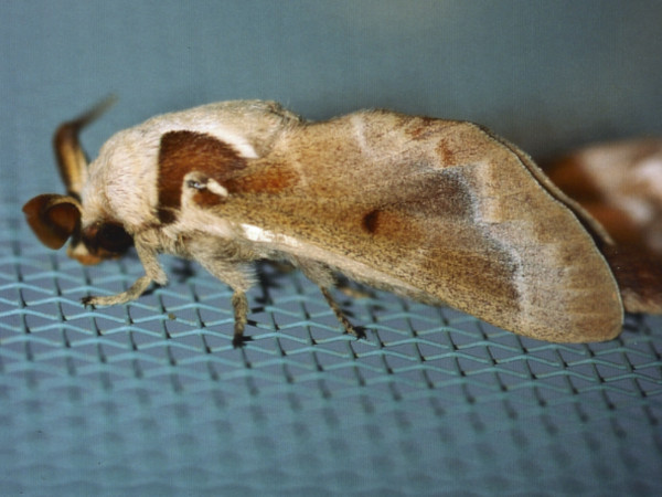 /filer/webapps/moths/media/images/J/jansei_Streblote_A_Roland.jpg