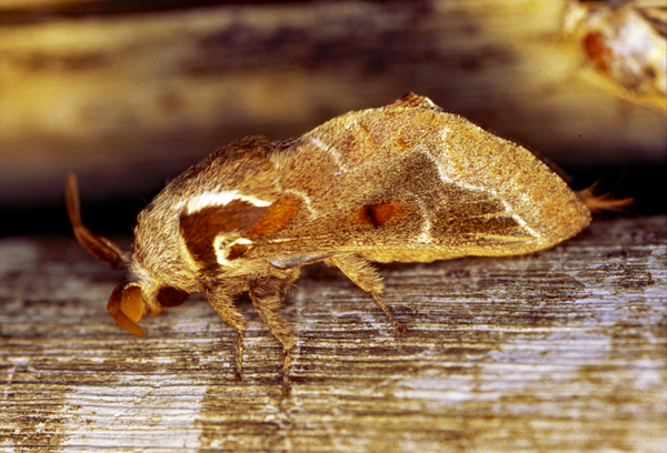 /filer/webapps/moths/media/images/J/jansei_Streblote_A_Roland_01.jpg