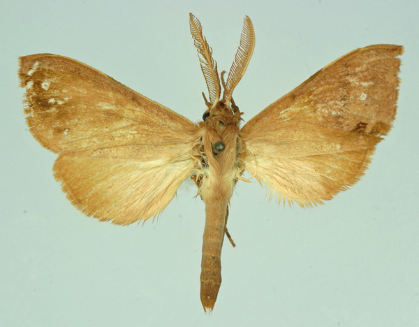 /filer/webapps/moths/media/images/J/jansei_Xenosphingia_AM_Basquin.jpg