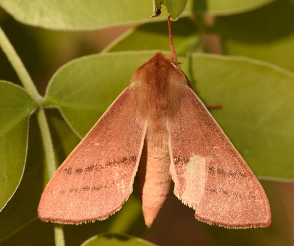 /filer/webapps/moths/media/images/J/jansei_Xenosphingia_AM_Schmit.jpg