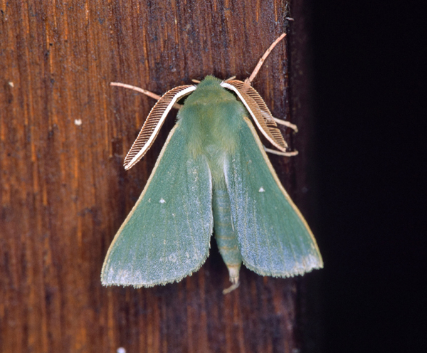 /filer/webapps/moths/media/images/J/jansei_Xenosphingia_A_Roland_09.jpg