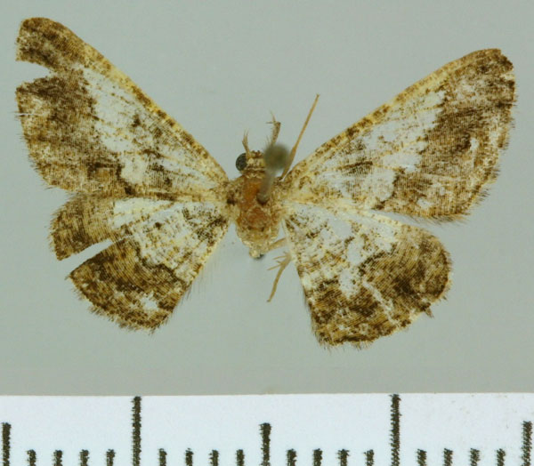 /filer/webapps/moths/media/images/J/jansei_Zamarada_HT_NMB.jpg