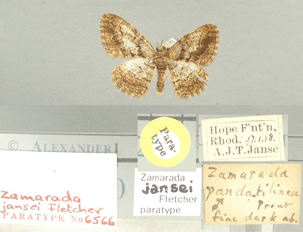 /filer/webapps/moths/media/images/J/jansei_Zamarada_PT_TMSA.jpg