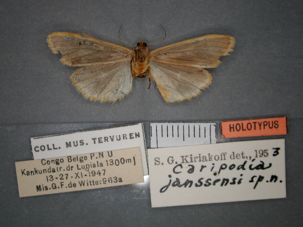 /filer/webapps/moths/media/images/J/janssensi_Caripodia_HT_RMCA_02.jpg
