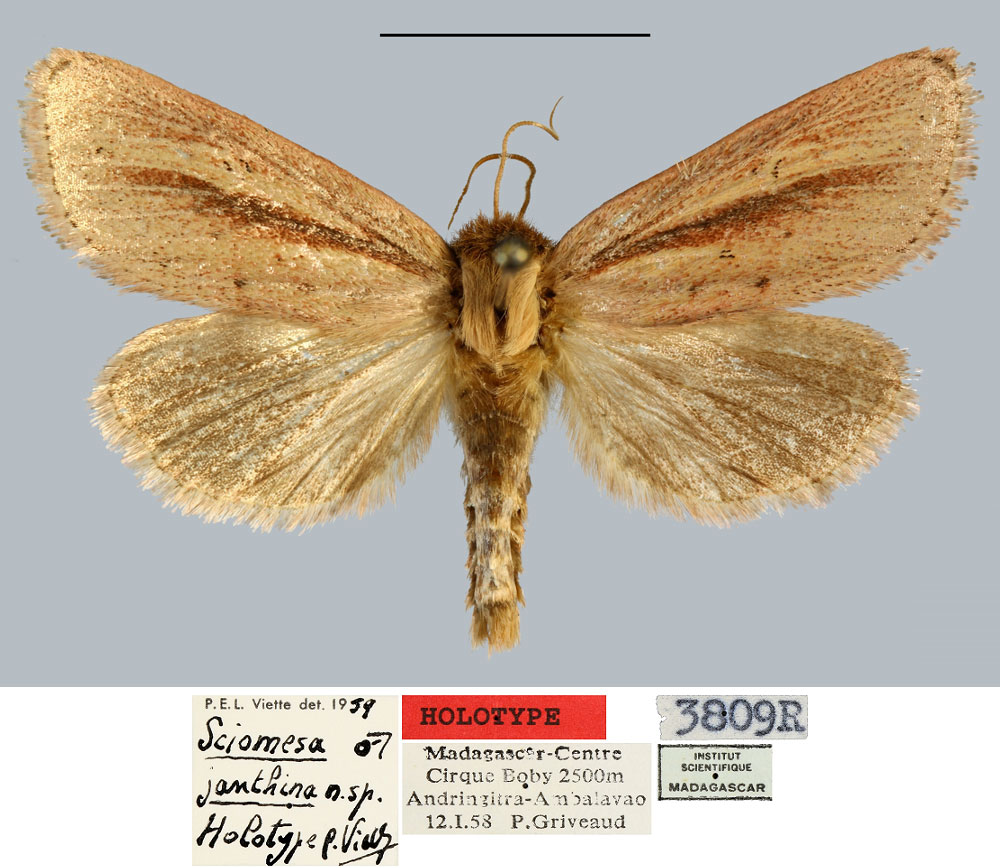 /filer/webapps/moths/media/images/J/janthina_Sciomesa_HT_MNHN.jpg