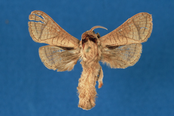 /filer/webapps/moths/media/images/J/janzi_Haberlandia_HT_ZMA.jpg