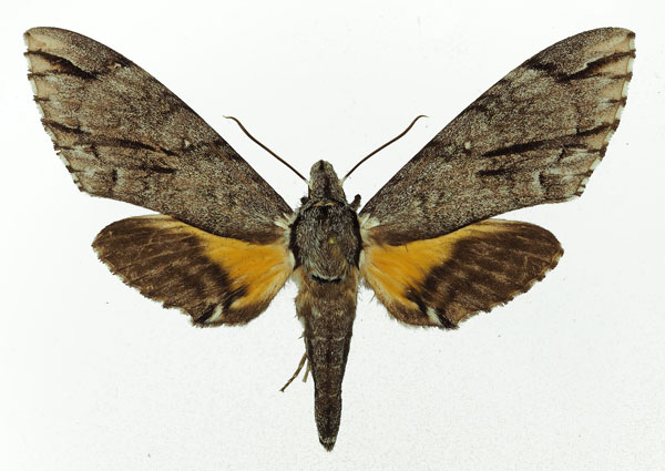 /filer/webapps/moths/media/images/J/jasmini_Panogena_AF_Basquin_01.jpg
