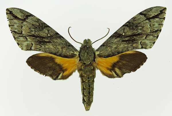 /filer/webapps/moths/media/images/J/jasmini_Panogena_AF_Basquin_02.jpg