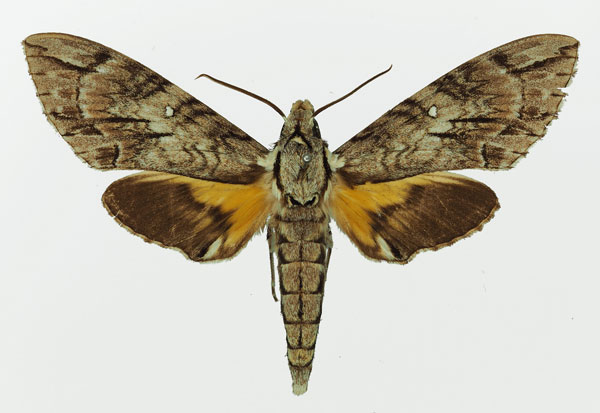 /filer/webapps/moths/media/images/J/jasmini_Panogena_AM_Basquin_02.jpg